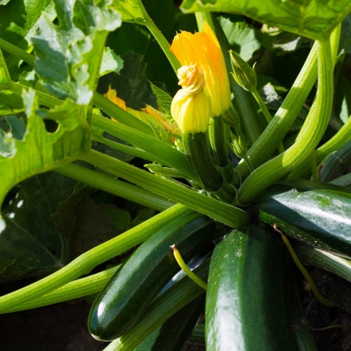 Courgette Green Bush